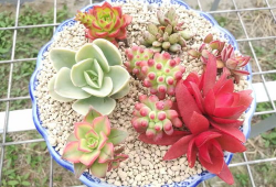 多肉小野猫吃瓜爆料,娱乐圈幕后真相大曝光