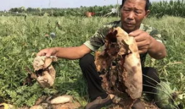 大荔吃瓜最新事件爆料新闻,最新爆料揭示惊人内幕