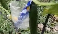 凉山吃瓜爆料事件真相,揭秘背后真相与反思