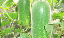 红料吃瓜爆料图片大全,揭秘娱乐圈幕后风云